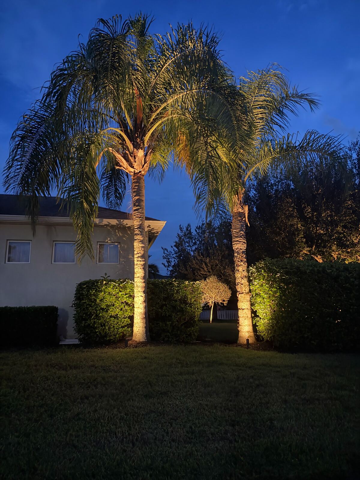 Backyard palm trees uplit against the evening sky beside a home