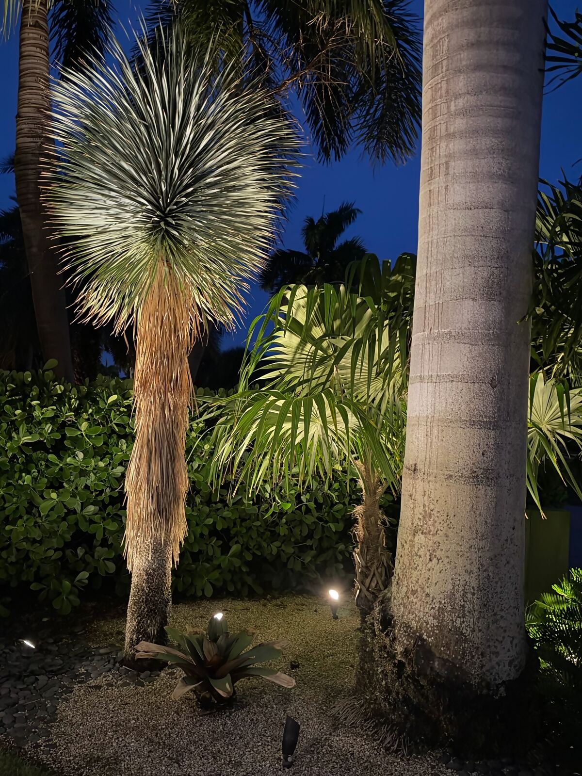 Palms and tropical garden plants with warm uplighting at night
