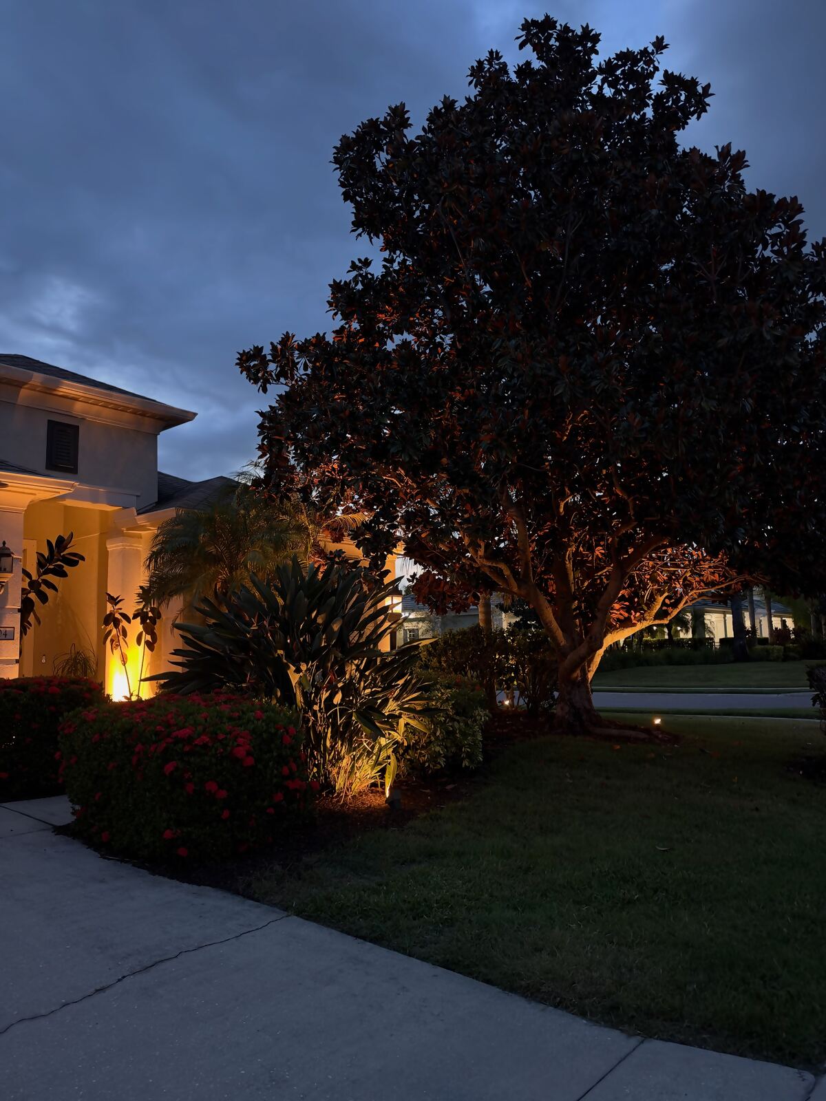 Large magnolia tree glowing with warm uplighting beside a home at dusk