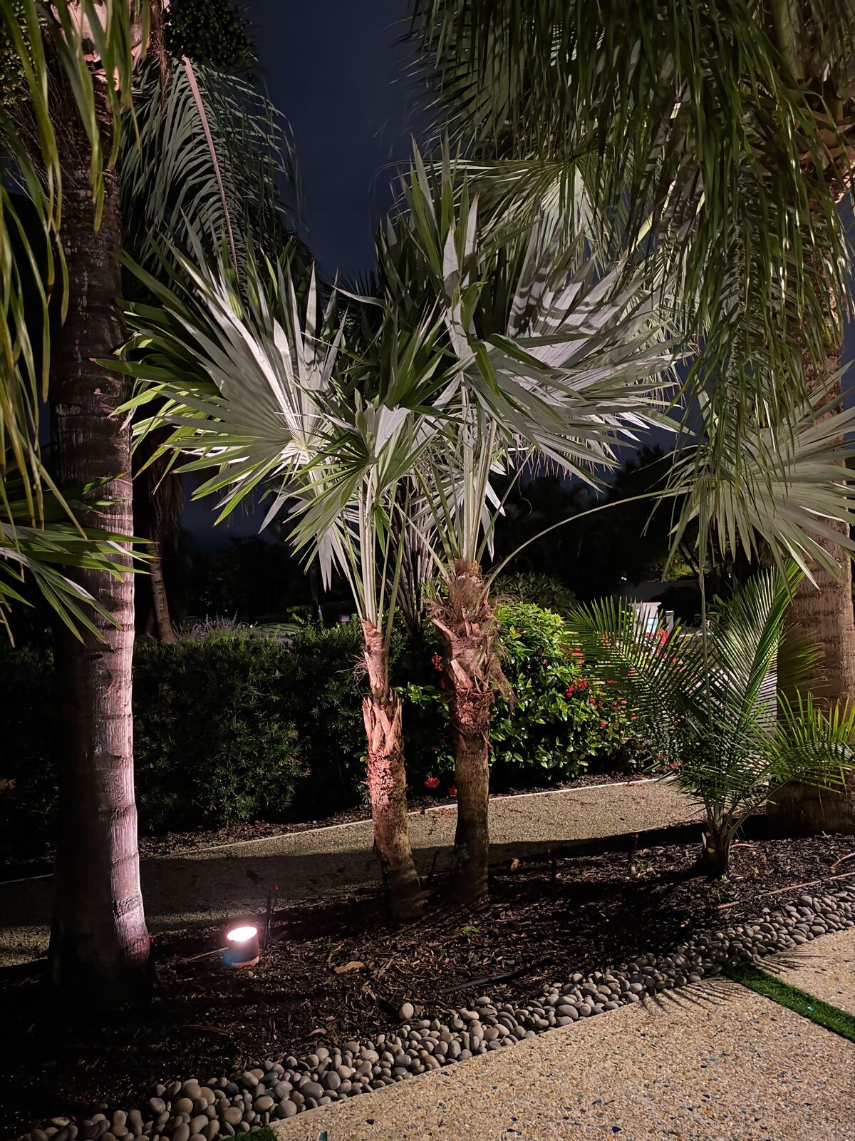Cluster of palms lit from below in a tropical front garden at night