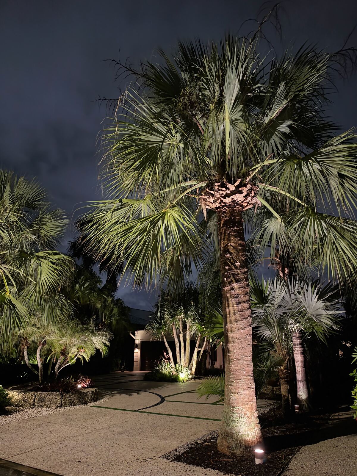 Uplit palm trees in a gravel and tropical garden at night